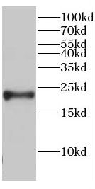 CBLN4 antibody