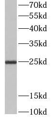 CD9 antibody