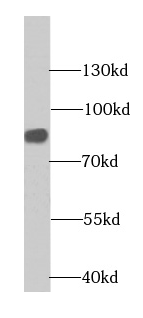 CHPF C-Terminal antibody