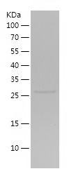 Recombinant Human GOLGB1