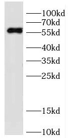 DDB2 antibody