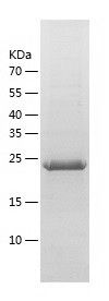 Recombinant Human RRAS