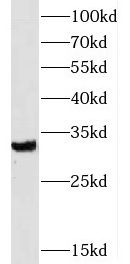SLC25A18 antibody