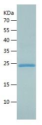 Recombinant Rat FGF9