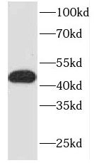 FKBPL antibody