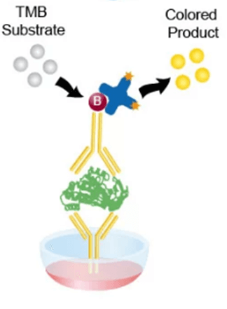 How to Select Suitable Elisa Kit