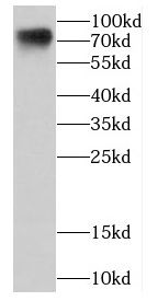 CDC16 antibody