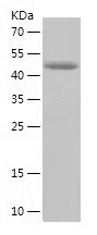 Recombinant Human EIF2B4
