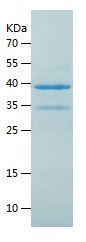 Recombinant Human NRF1