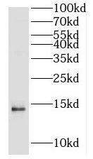 H2AC18 antibody