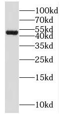 SH3D19 antibody