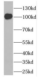 DLG3 antibody