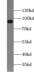 DVL2 antibody