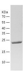 Recombinant Rat Mcpt2