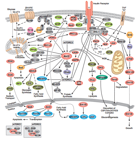 PI3K AKT mTOR Pathway in Cancer