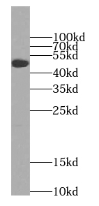 SEC61A1 antibody