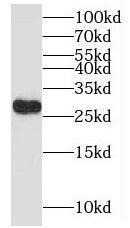 MYCT1 antibody