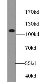 VPS11 antibody