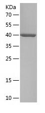 Recombinant Human SEPTIN5