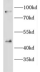 CRACR2A antibody