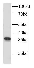 CNTD1 antibody
