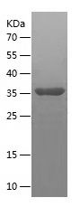 Recombinant Human CDK2AP2