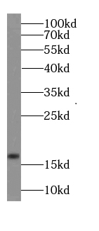 GABARAPL1-Specific antibody