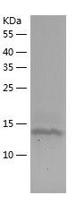 Recombinant Human FLT3LG