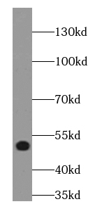 LPAR3 antibody