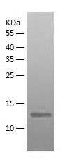 Recombinant Human Ndfip1