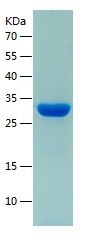 Recombinant Human HSPE1