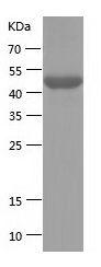 Recombinant Human B3GNT1