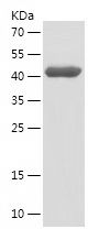 Recombinant Human MAPK4