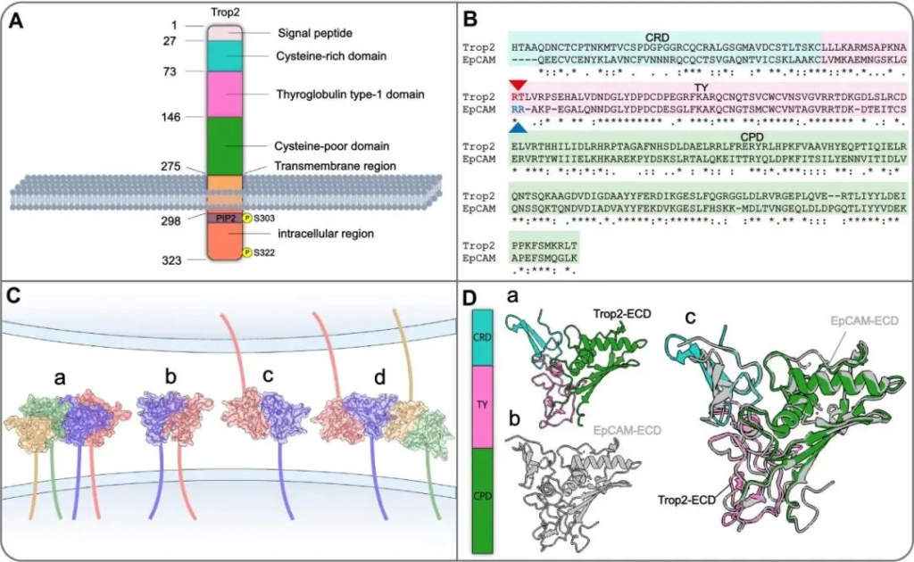 Trop2 Expression in Cancer