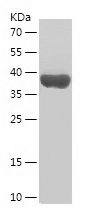 Recombinant Human GLI3