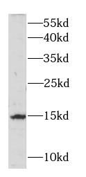 LGALS7 antibody