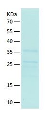Recombinant Canine IL-31