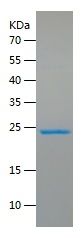 Recombinant Human PRDX1