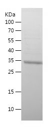 Recombinant Human TMPRSS4