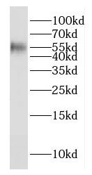 E2F1 antibody