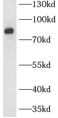 Slco4c1 antibody