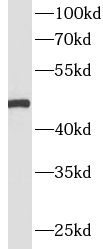 MYOD1 antibody