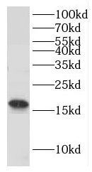 GMFB antibody
