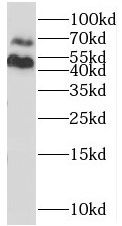 NAGA antibody