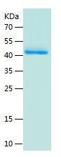 Recombinant Human RBPJ