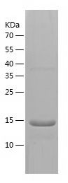 Recombinant Human PCT
