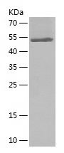 Recombinant Human GPR107