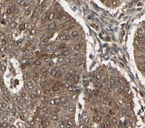 CEPT1 antibody