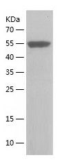 Recombinant Mouse CTLA-4