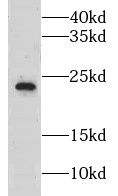 CLEC3B antibody